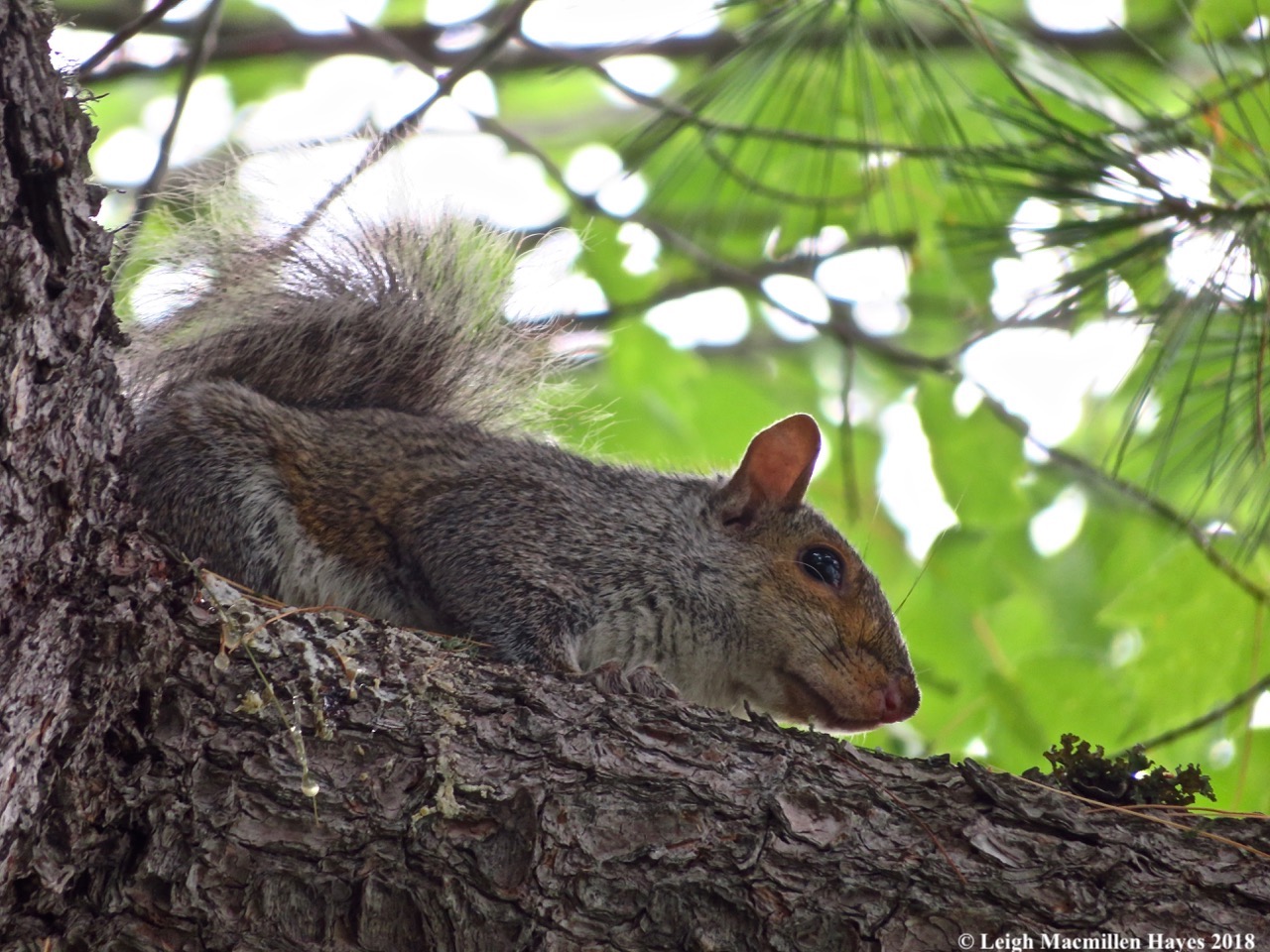 c2-gray squirrel
