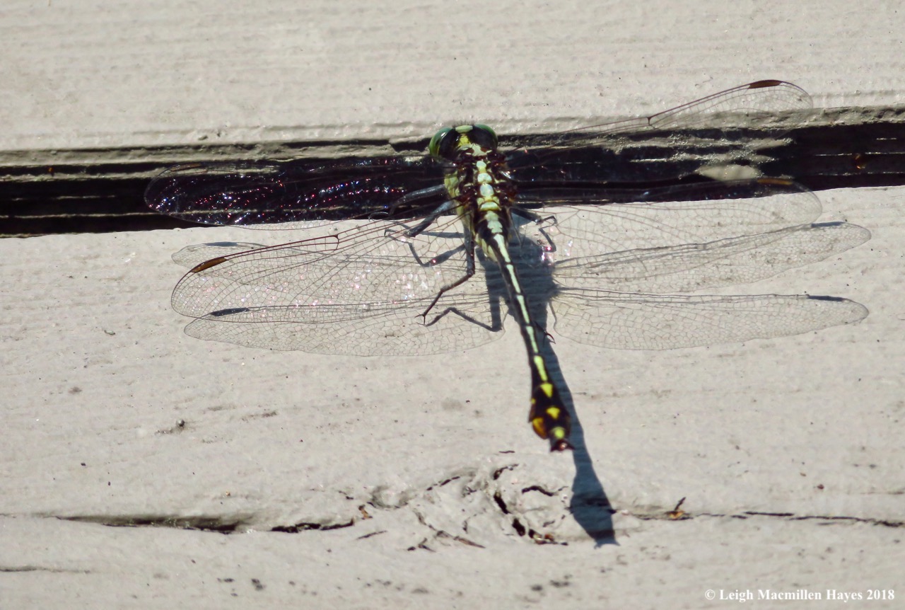 c6-lancet clubtail dragonfly