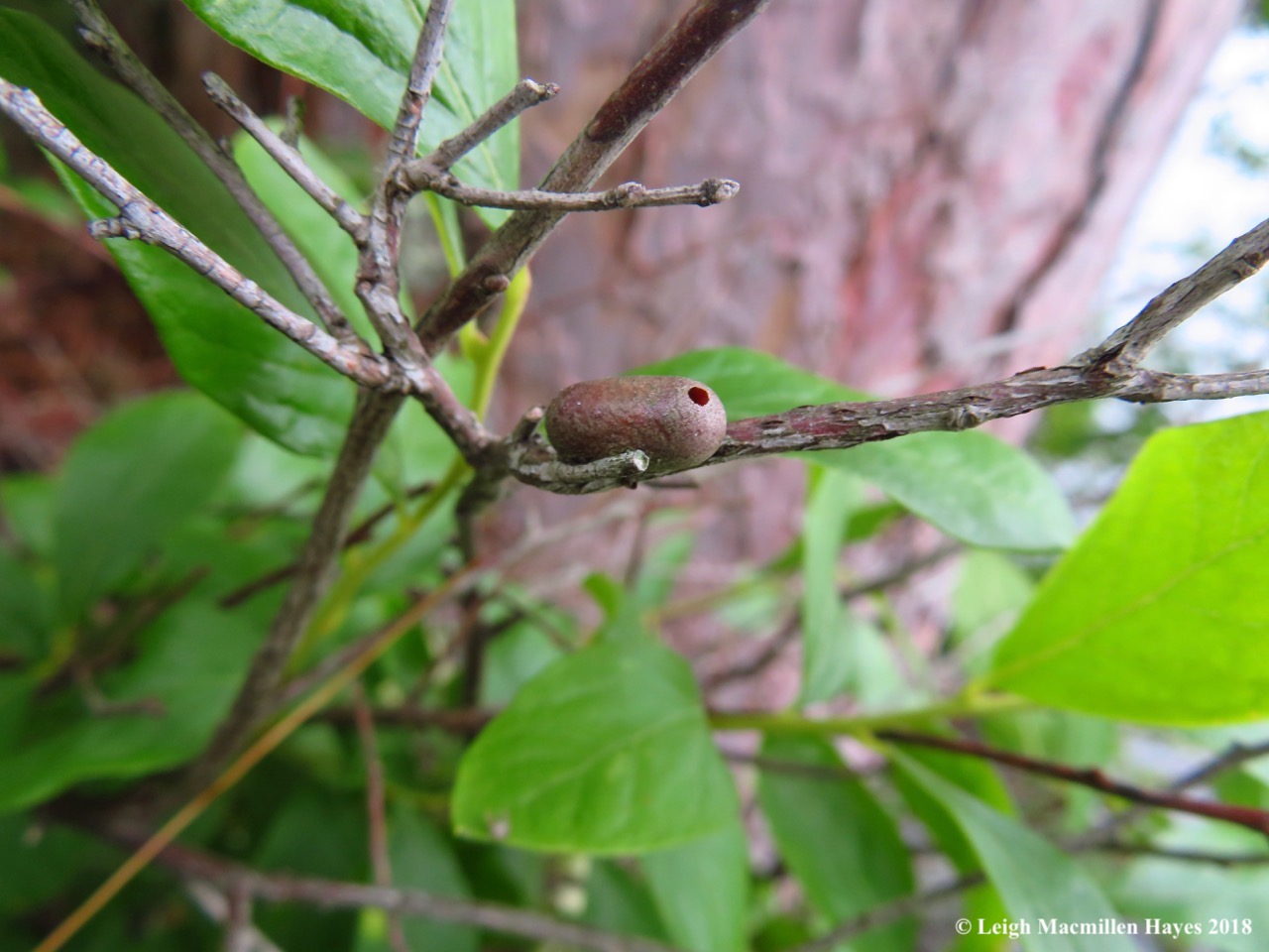 c6-sawfly insect case