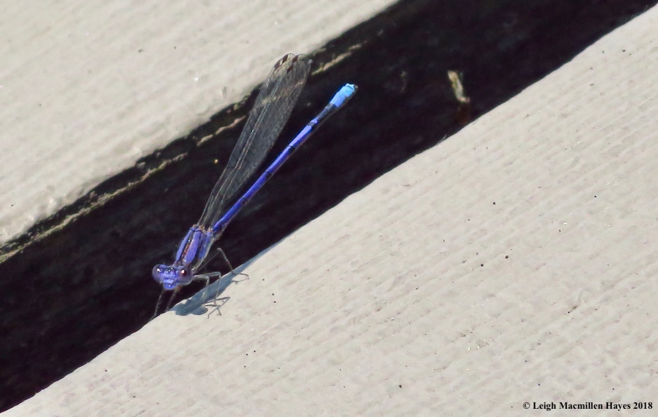 c7-variable dancer damselfly