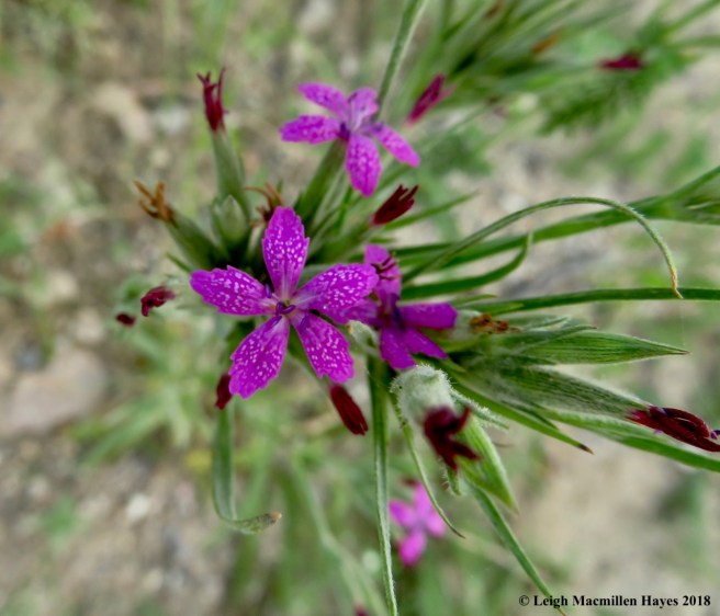 h12-Dianthus armeria, Deptford pink