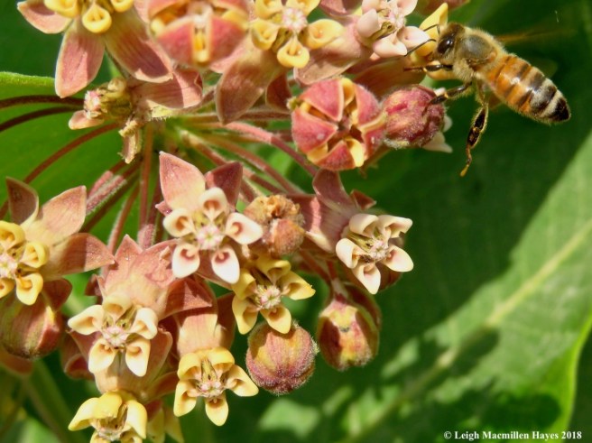 h13-honeybee on milkweed
