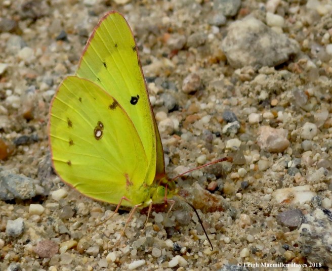 h16-clouded sulphur butterfly