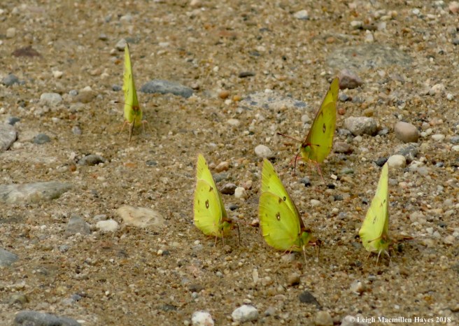 h16- clouded sulphurs puddling