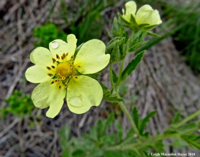 h17-sulphur cinquefoil