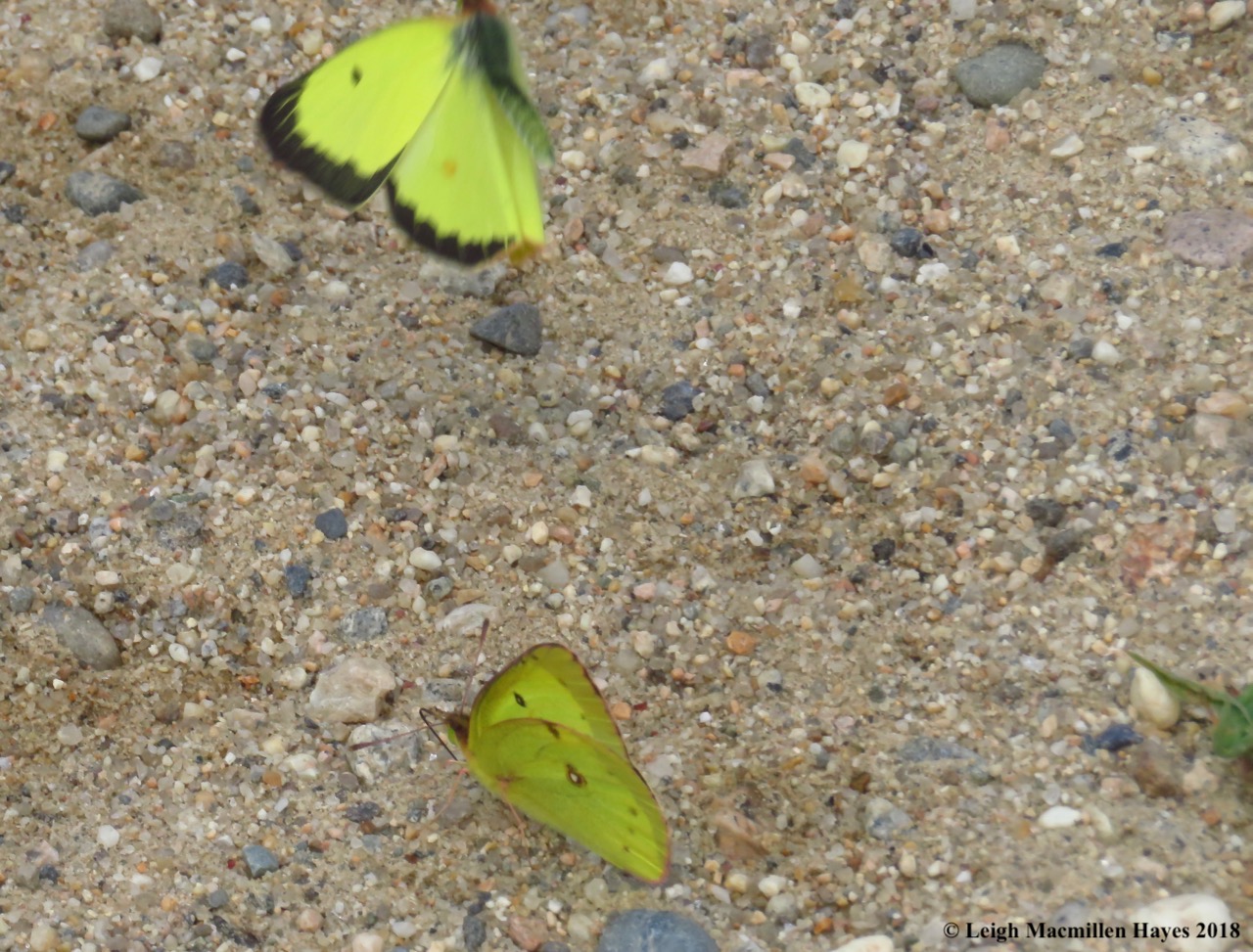 h18-dark band on upperside of wings