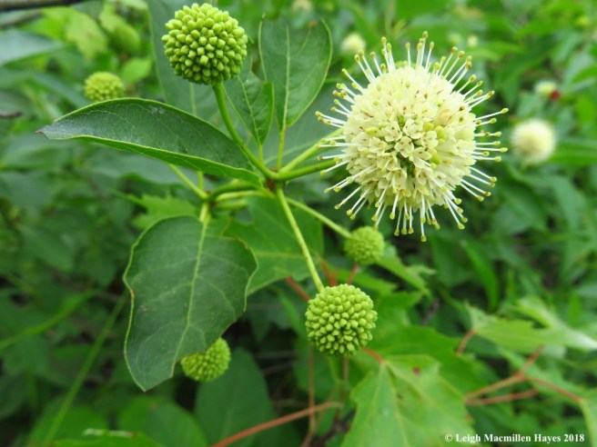 h19-buttonbush