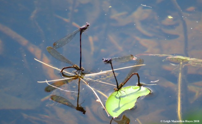 h2-variable dancers conducting variable dance