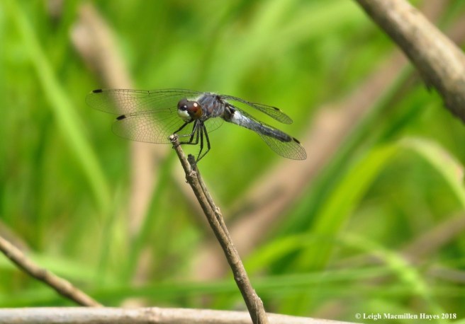 h21-frosted whiteface