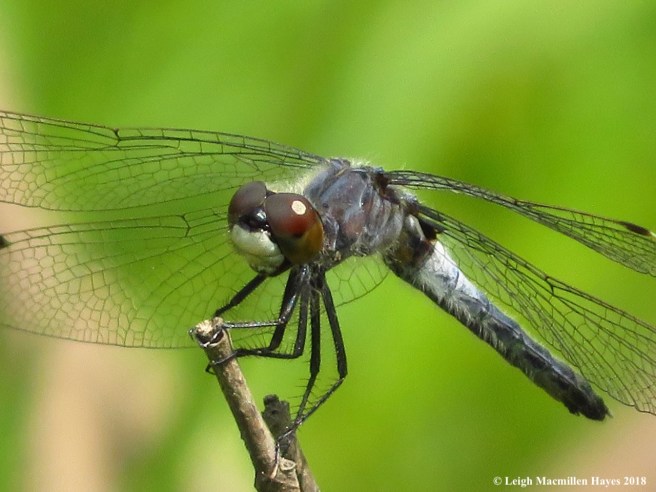 h22-frosted whiteface