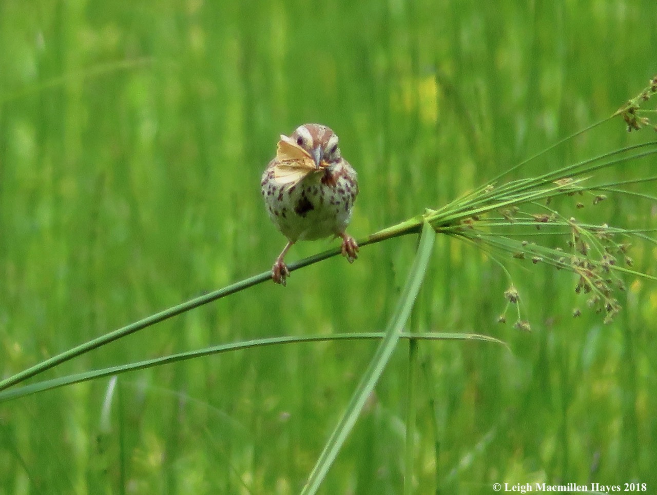 h23--late afternoon snack