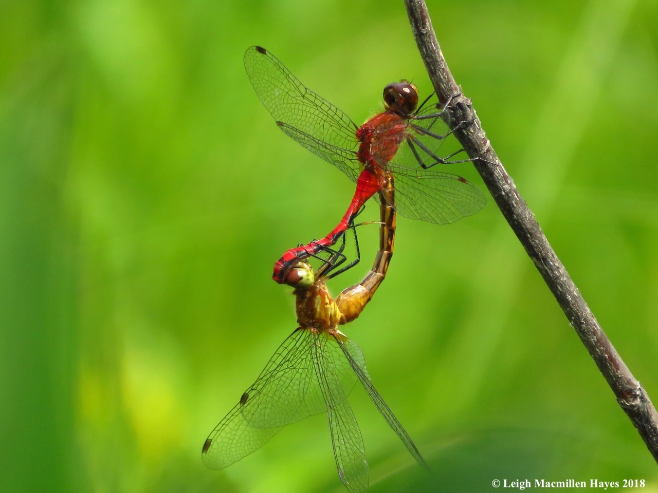 h23-ruby meadowhawks canoodling