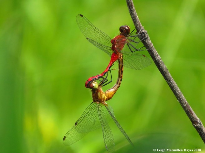 h23-ruby meadowhawks canoodling