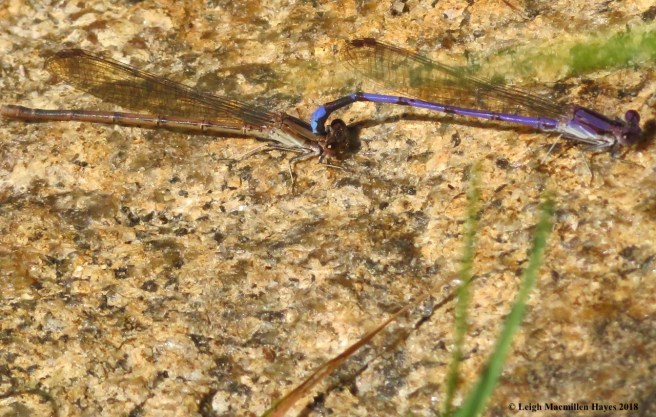 h26-variable dancers canoodling