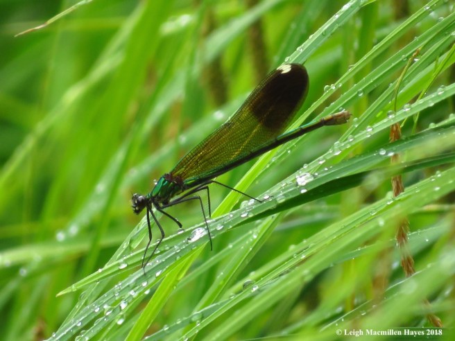 h9-river jewelwing-female, white dots in sync
