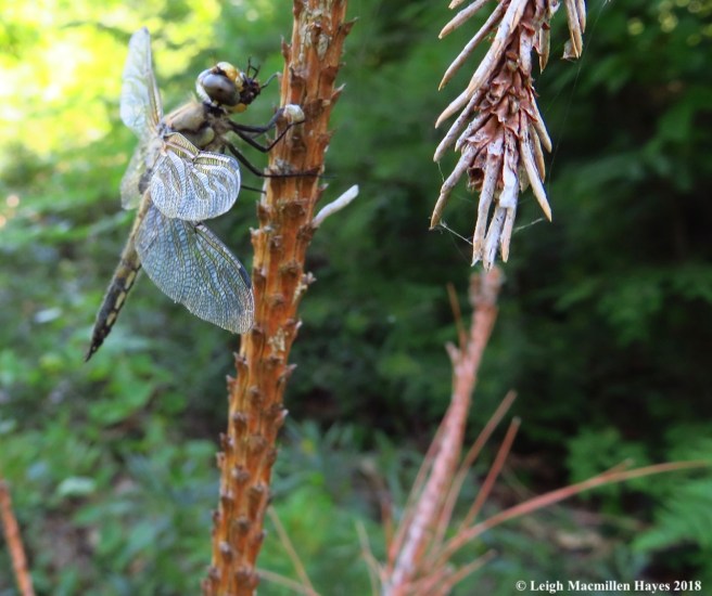 j10-four-spotted with food