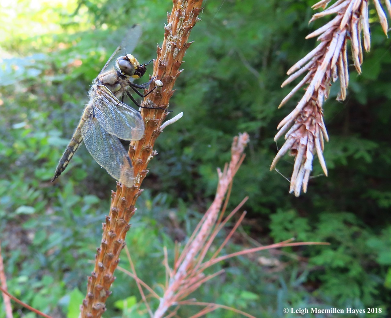 j11-4 spotted eating