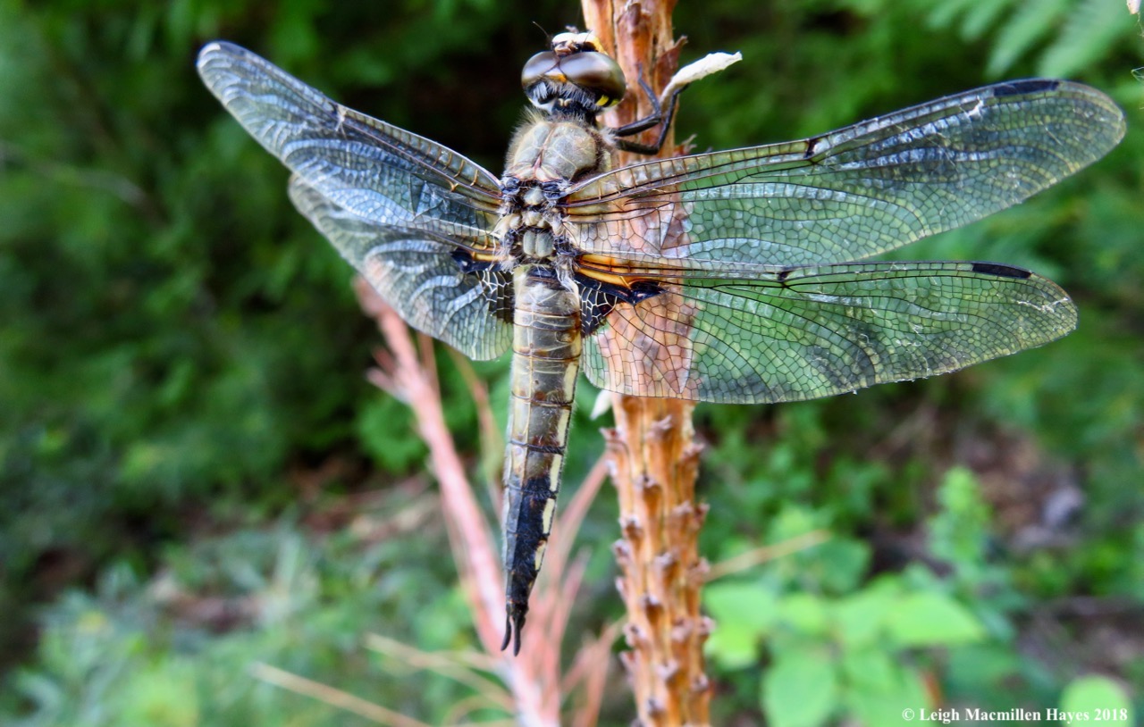 j13-4 spotted, back view