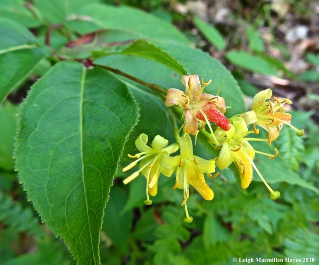 j20-Northern-bush Honeysuckle