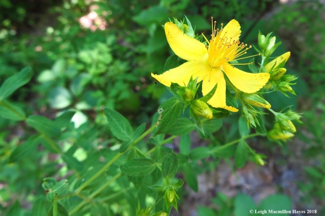 j21-Spotted St. John's-wort