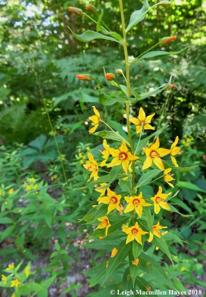 j22-whorled yellow-loosestrife