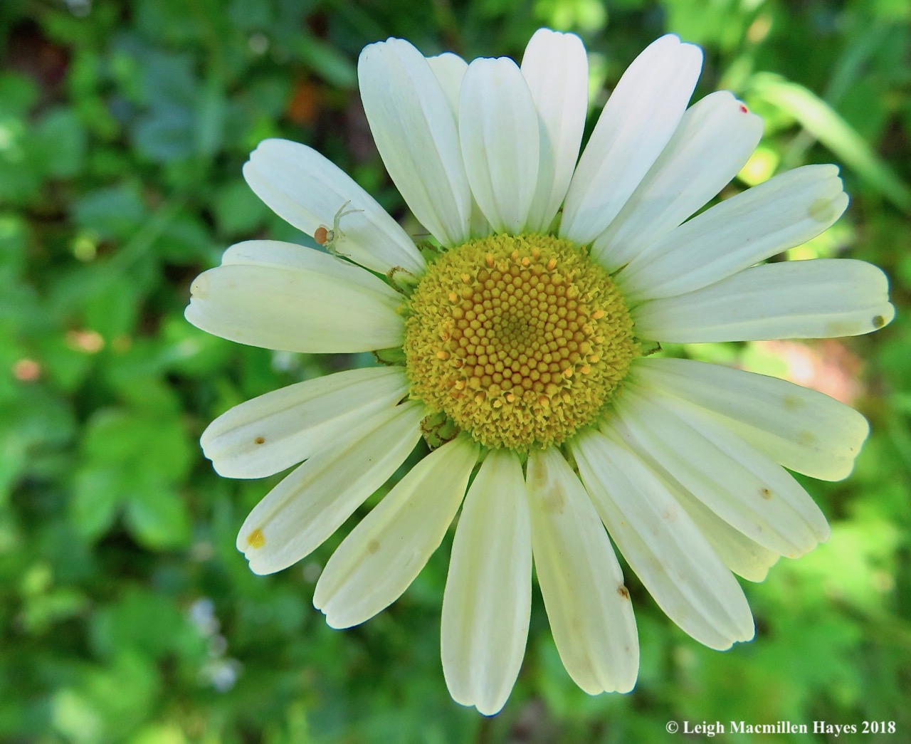 j4-daisy and crab spider