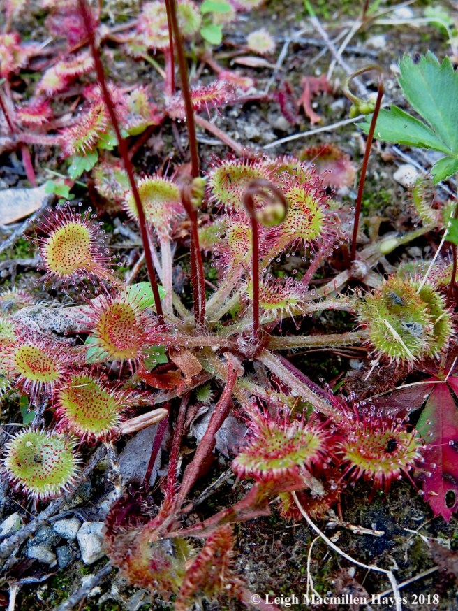 j5-sundews