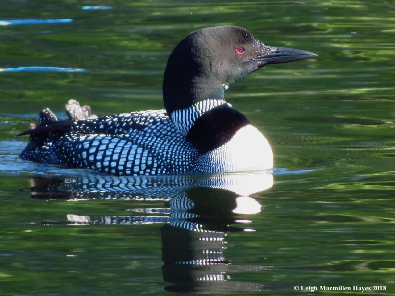 l2-common loon