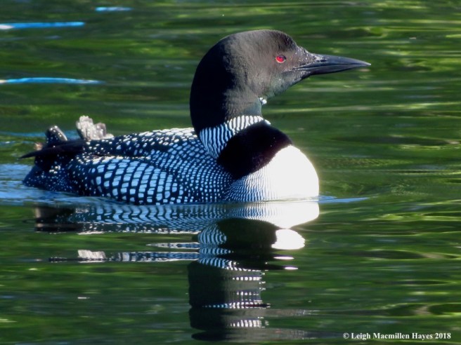 l2-common loon