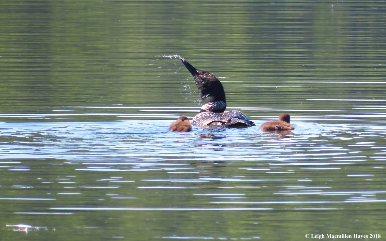 l22-shaking off the water