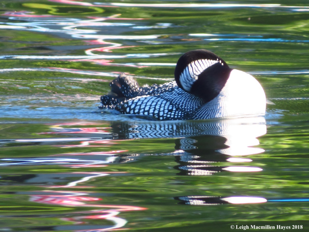 l3-preening loon