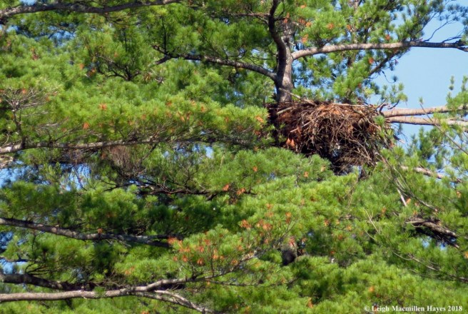 l6-eagle nest