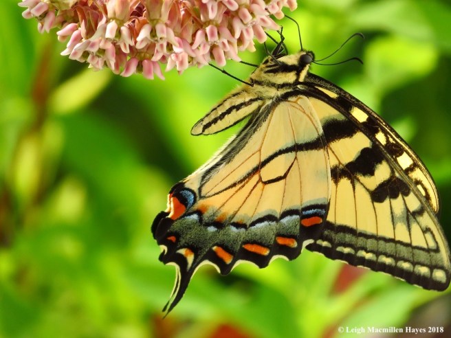 m1-swallowtail butterfly