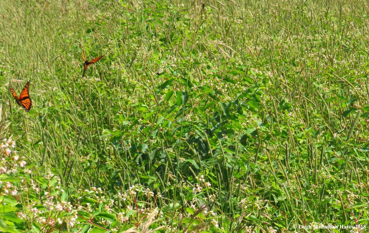 m14-monarchs fluttering