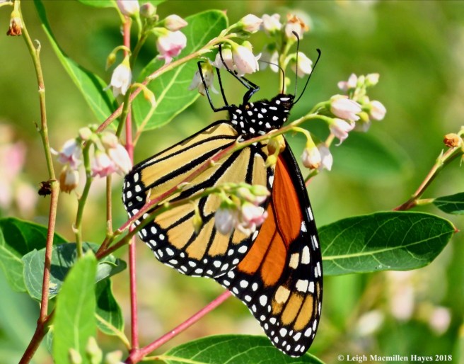 m15-monarch on dogbane