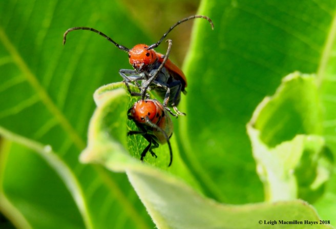 m17-red milkweed beetles