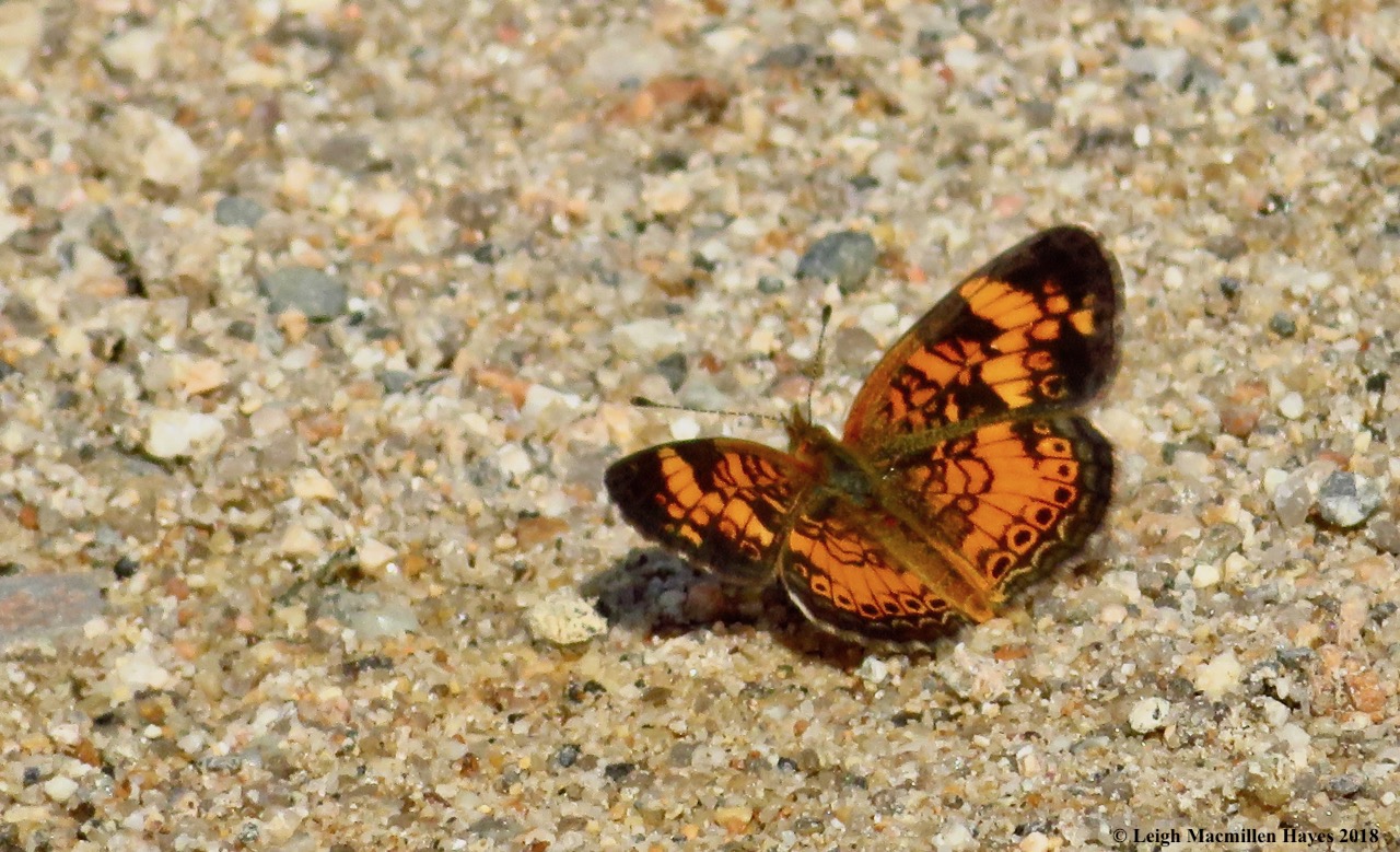 m19-silvery checkerspot butterfly
