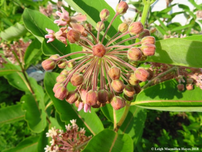 m1a-milkweed flowers