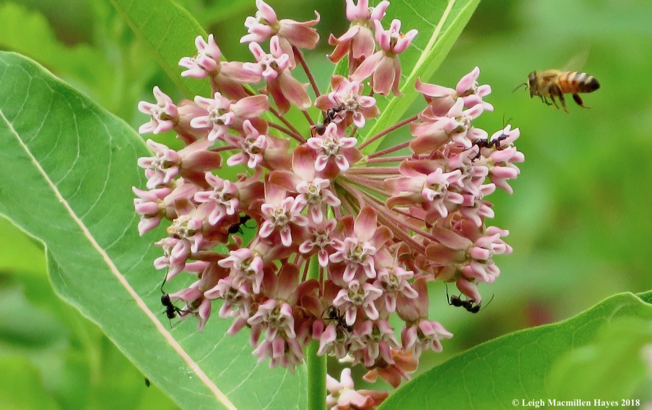 m2-ants and honeybees