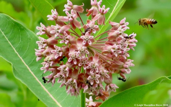 m2-ants and honeybees