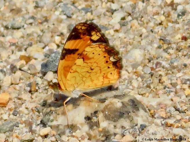 m20-silvery checkerspot butterfly