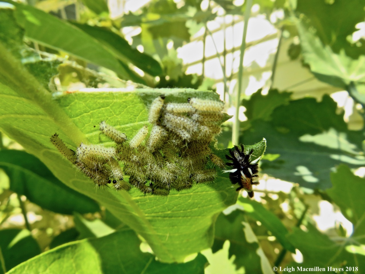 m24-milweed tussock moth caterpillars