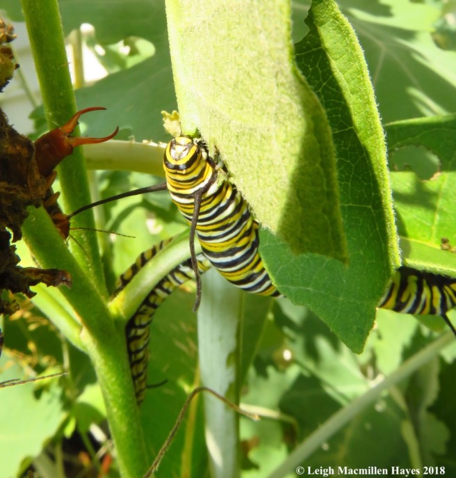 m26-two monarch caterpillars