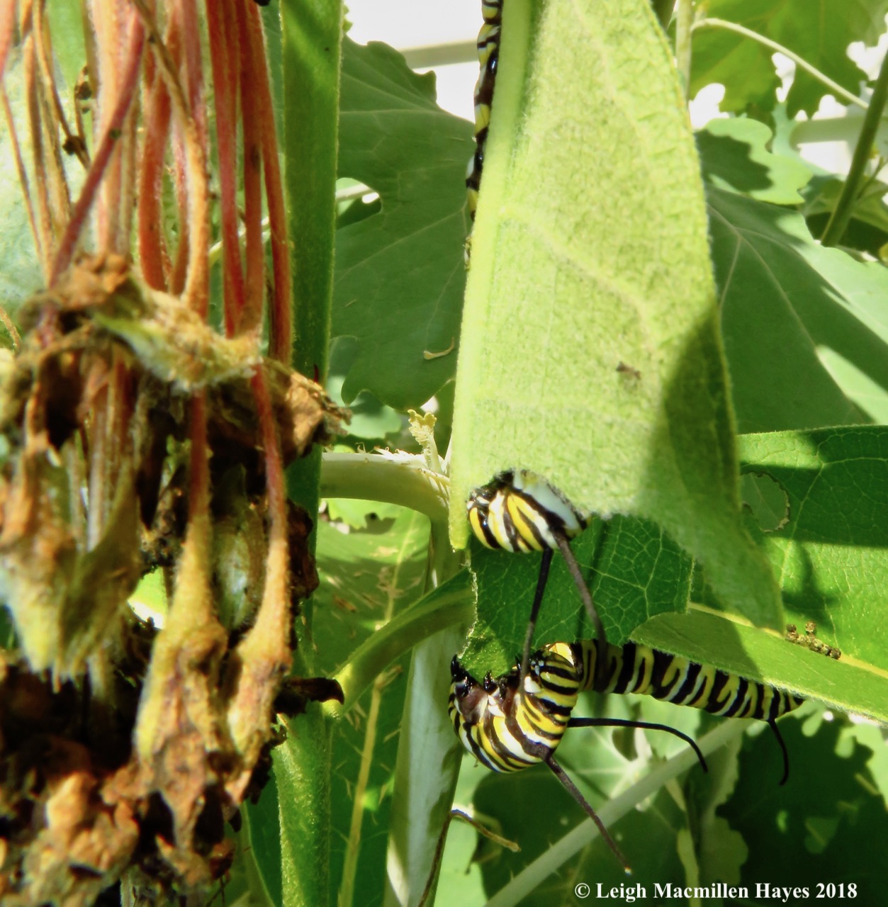 m29-munching leaves like an ear of corn
