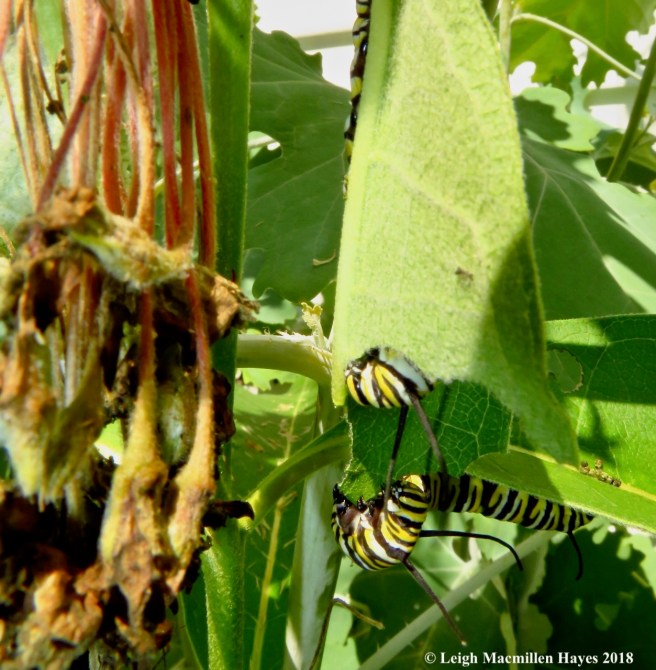 m29-munching leaves like an ear of corn