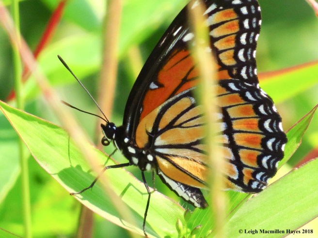 m30-probiscus curlced