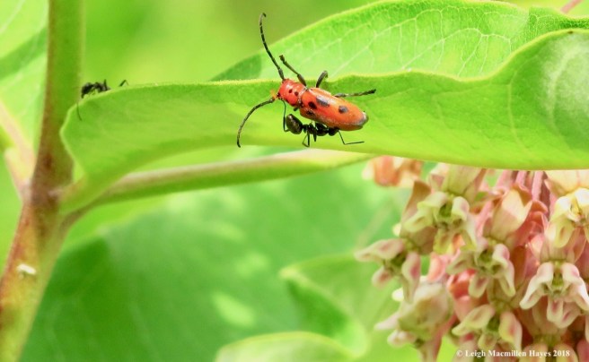 m5-red milkweed beetle and ant