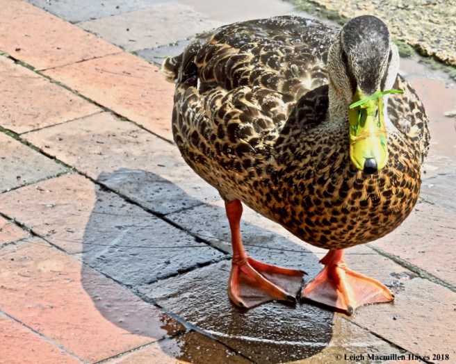 w10-nose decorations