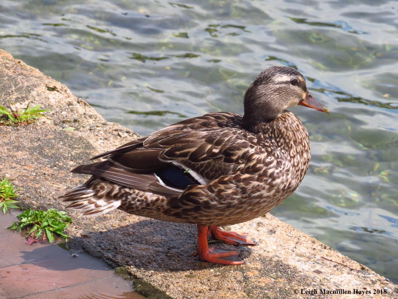 w3--approaching the water