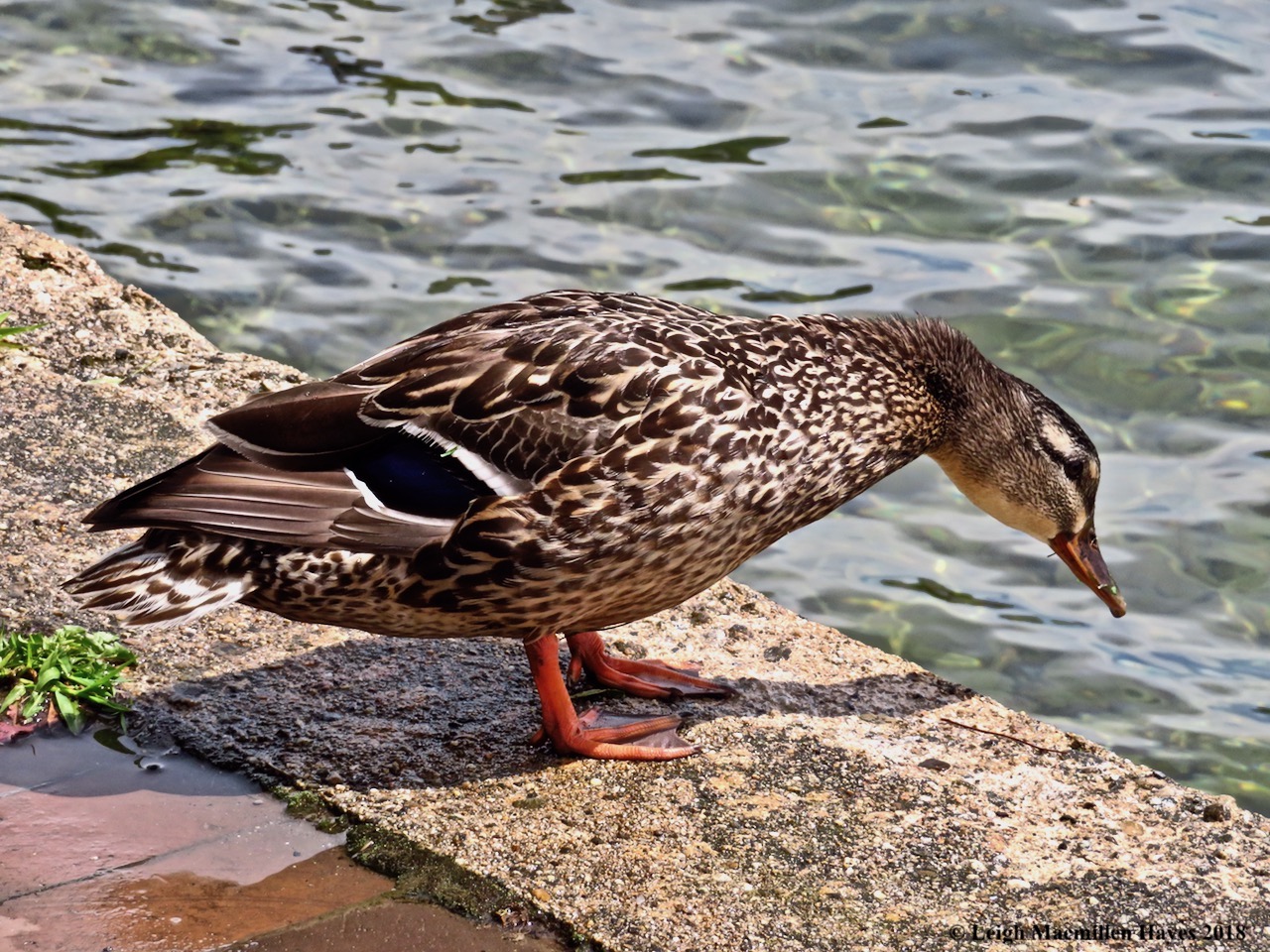 w3-mallard looking down